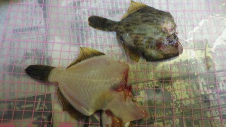 あじ　カワハギ　子メジナ