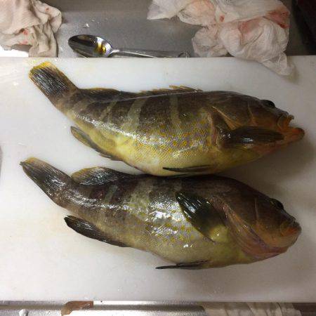 レンタルボート釣行