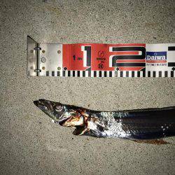 3週間ぶりに、タチウオ見れた。