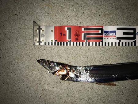 3週間ぶりに、タチウオ見れた。