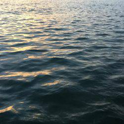 タチウオ釣れました