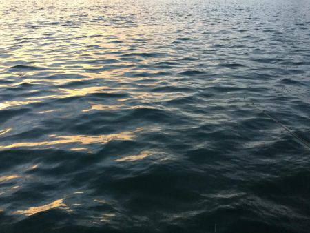 タチウオ釣れました