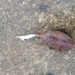 アオリイカ、キロオーバー