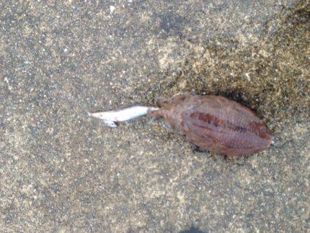 アオリイカ、キロオーバー