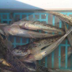 ハゼのミリョク