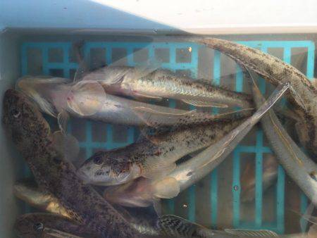 ハゼのミリョク