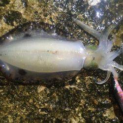 平日エギング‼️