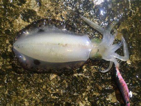 平日エギング‼️