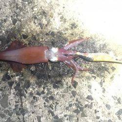 タチウオ釣りの隣にて