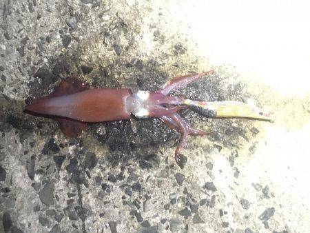 タチウオ釣りの隣にて