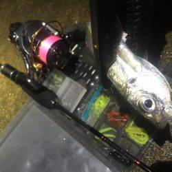 釣れるかな〜❓