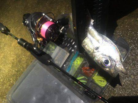 釣れるかな〜❓