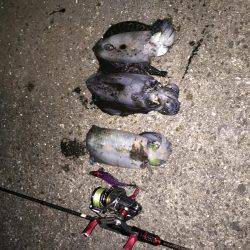 久しぶりにアオリが釣れた〜