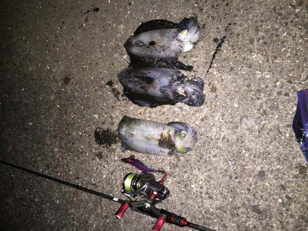 久しぶりにアオリが釣れた〜