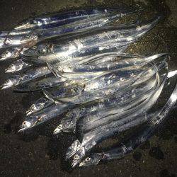 連夜タチウオゲーム❗️