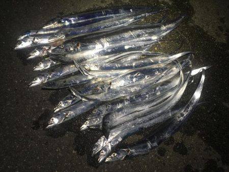 連夜タチウオゲーム❗️