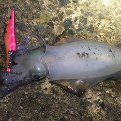 午前零時からの釣果です(^o^)