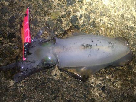 午前零時からの釣果です(^o^)