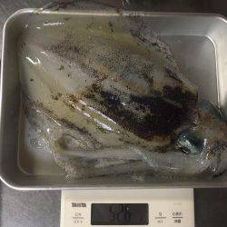 順調に育ってます❗️