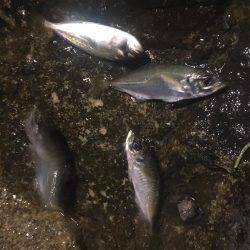 爆風アジング❗️