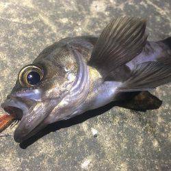 深夜からのアジング❗️