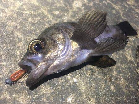 深夜からのアジング❗️