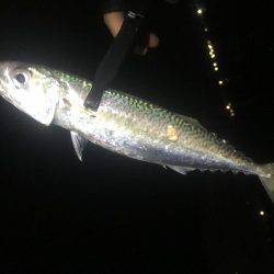 安定のアジング+@