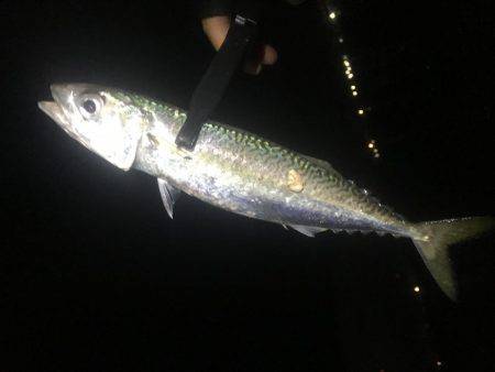 安定のアジング+@