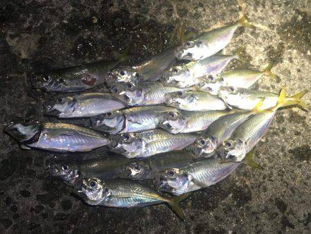 ここでもアジング❗️