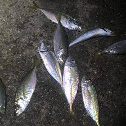 サビキ＆アジング