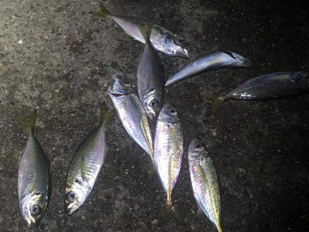 サビキ＆アジング