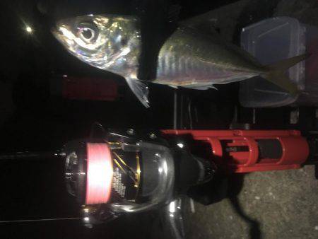 Can\’t stop 鯵ング❗️