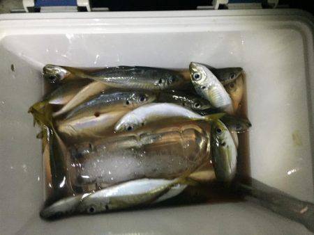 アジング好調キープ！