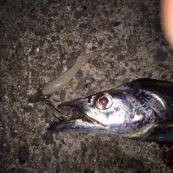 ドラゴンまではいきませんでしたが