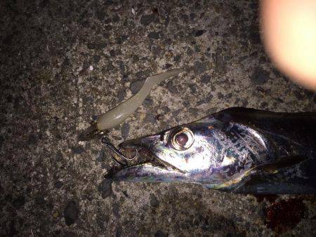 ドラゴンまではいきませんでしたが