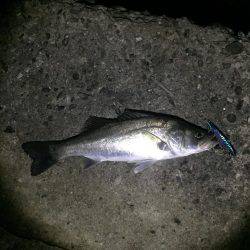 シーバス高活性！