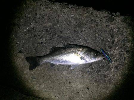 シーバス高活性！