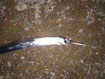 タチウオ爆釣！