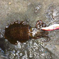 久しぶりに連チャン