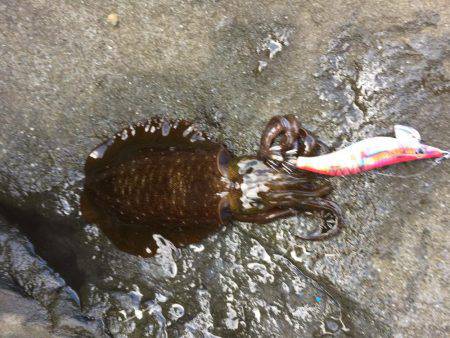 久しぶりに連チャン