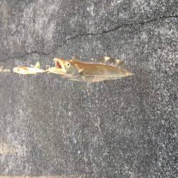 夕まづめショアジギング