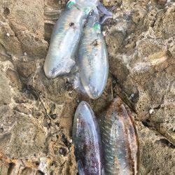 丹後半島夕マズメ釣行