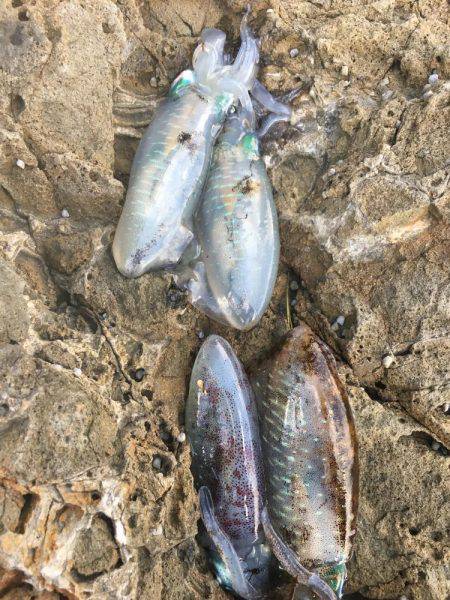 丹後半島夕マズメ釣行