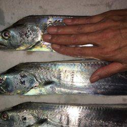 朝マズメ、タチウオ