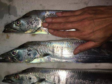 朝マズメ、タチウオ