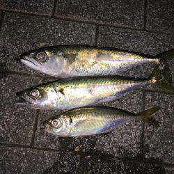 アジング初ゲット