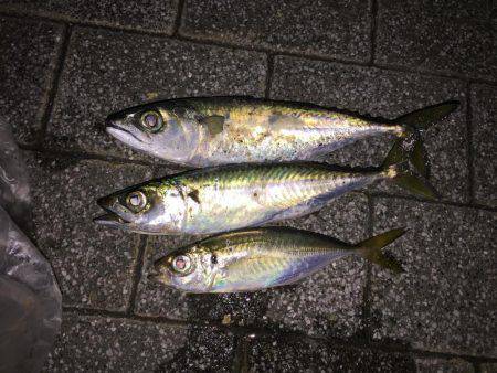 アジング初ゲット