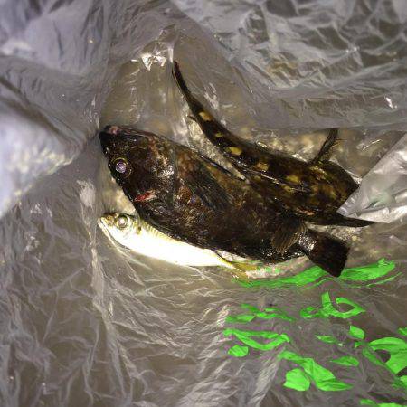 ガシラ\\\\٩(๑`^´๑)۶////