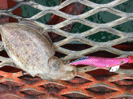 サーベルナイトでタチウオ狙い…のはずが