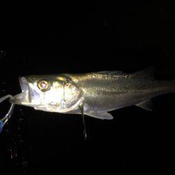 ランカーは遠い…